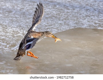 mallard duck in flight with piece of bread in beack