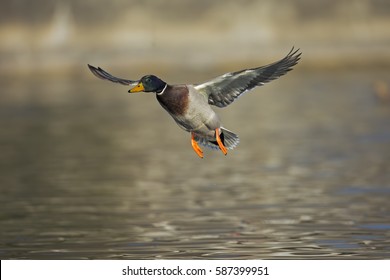 Mallard Duck Flying