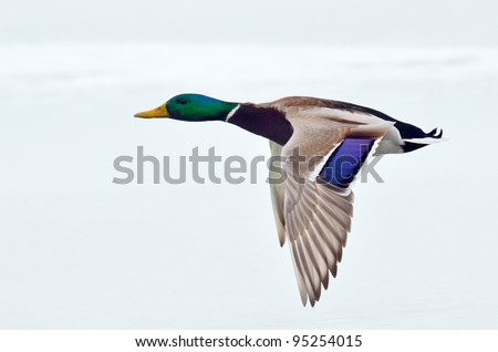 mallard duck flying
