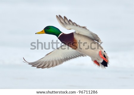 mallard duck flying