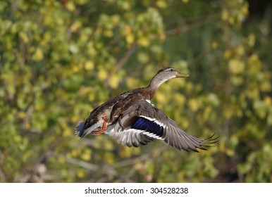 Mallard duck flying with colored  background 