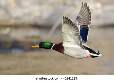 Mallard Duck Flying Low Over River Stock Photo 402412234 | Shutterstock