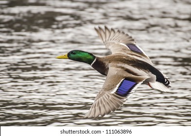 Mallard Duck Flying Over Lake