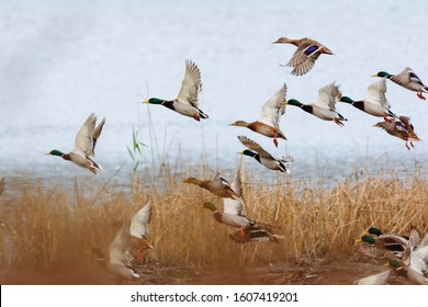 Mallard duck flying over the lake - Shutterstock ID 1607419201