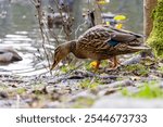 A mallard duck forages by the water in Victoria, Vancouver Island, BC, Canada, surrounded by nature and peaceful scenery.