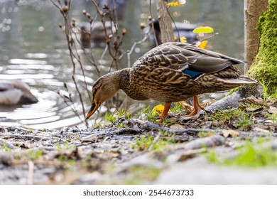 A mallard duck forages by the water in Victoria, Vancouver Island, BC, Canada, surrounded by nature and peaceful scenery. - Powered by Shutterstock