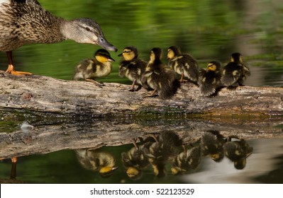 Mallard Duck Hen And Her Ducklings