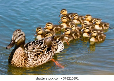 Mallard Duck with her Ducklings - Powered by Shutterstock