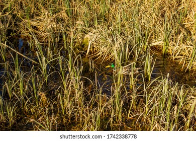 Mallard Duck Hiding In Santon Downham And Brandon, West Suffolk, England, United Kingdom 