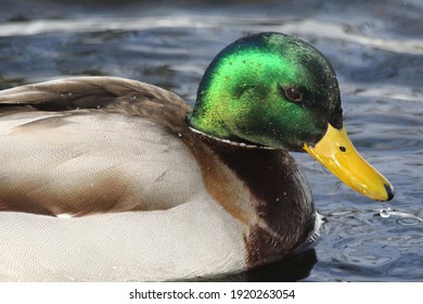 48,401 Duck green head Images, Stock Photos & Vectors | Shutterstock