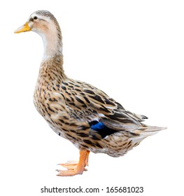 Mallard Duck Isolated On White Background 