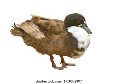 Mallard Duck Isolated On White Background.