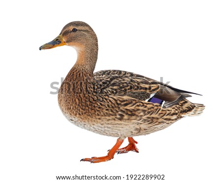 mallard duck isolated on white