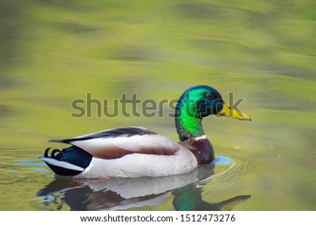 mallard duck in the lake