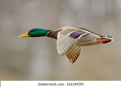 Mallard Duck Male In Active Flight.