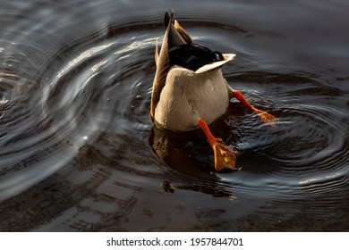 Mallard duck male diving in water. Mallard duck feeds in dark water. Mallard duck butt in dark circled water reflecting sun and duck.