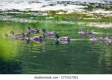 Mallard duck male and female group swimming at local pond at park 