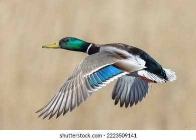 Mallard duck (male) in flight
