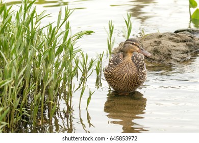 Mallard Duck In A Marsh.  Alexandria, VA.