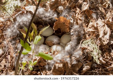 The Mallard Duck Nest With Eggs