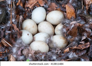 Mallard Duck Nest With Nine Unhatched Eggs.