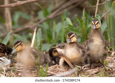 Mallard Duck Nest With Small Ducks 