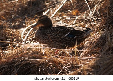 Mallard Duck Nesting On Golden Straw