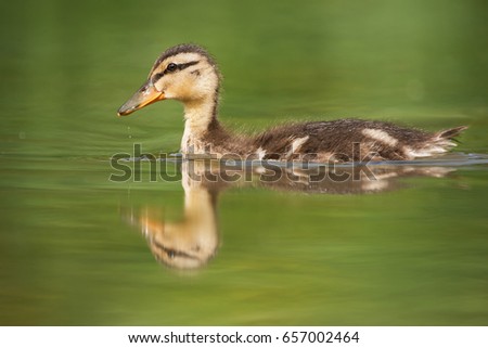 Similar – Small duckling in the grass