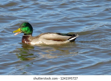 Mallard Duck On A Crisp November Day At Bob Woodruff Park, Plano, Texas