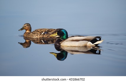 Mallard Duck On The Lake