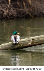 A Mallard Duck on. a river