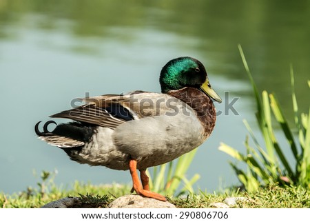 mallard duck on the shore