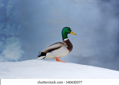 Mallard Duck On Snow