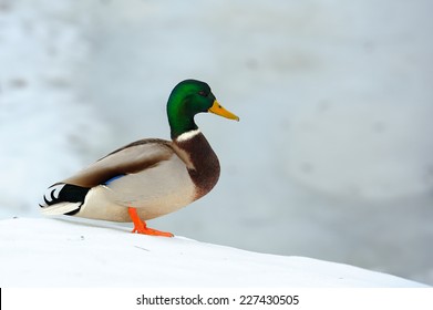 Mallard Duck On Snow Slope