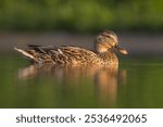 mallard duck on the surface of a pond in the morning light