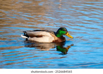 Mallard duck on a water - Powered by Shutterstock