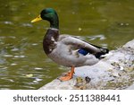 A mallard duck on water lake