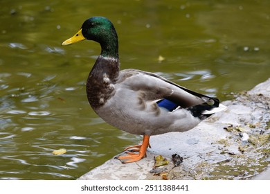 A mallard duck on water lake