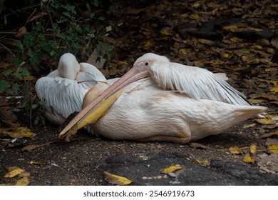 Mallard Duck Preening Near the Edge of Reflective Water. Male mallard duck with green head preening its feathers near the edge of reflective pond water - Powered by Shutterstock