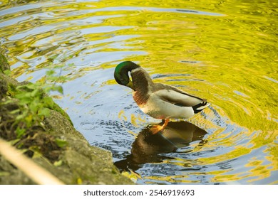 Mallard Duck Preening Near the Edge of Reflective Water. Male mallard duck with green head preening its feathers near the edge of reflective pond water - Powered by Shutterstock