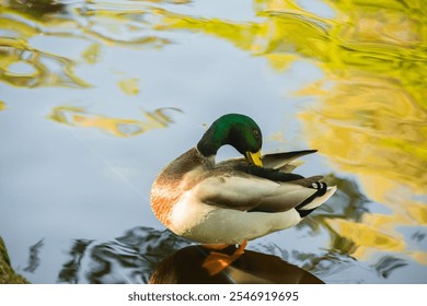 Mallard Duck Preening Near the Edge of Reflective Water. Male mallard duck with green head preening its feathers near the edge of reflective pond water - Powered by Shutterstock