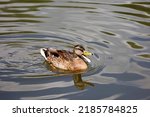 Mallard duck quacks swimming in water. Female wild duck on summer lake