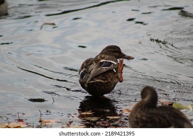 Mallard Duck Scratching Her Bill