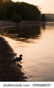 Mallard Duck In Silhouette Stepping Into The St. Lawrence River During A Golden Hour Morning, Cap-Rouge Area, Quebec City, Quebec, Canada