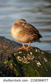 Mallard Duck Sleeping On A Log In A Pond In London, UK