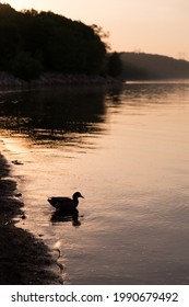 Mallard Duck Standing In Silhouette In The St. Lawrence River Shallow Water During A Golden Hour Morning, Cap-Rouge Area, Quebec City, Quebec, Canada