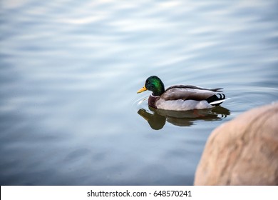 The Mallard Duck Surprise Community Park, Arizona 