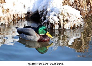 Mallard duck swimming in blue water. Male wild duck on a frozen beach at winter
