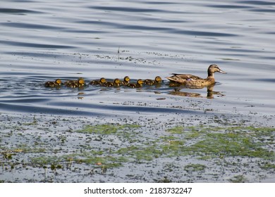 the mallard duck is swimming with her children - Shutterstock ID 2183732247