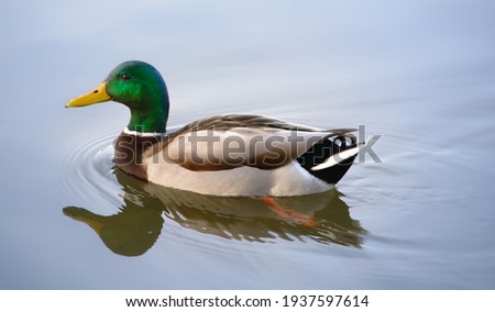 Mallard duck swimming on a pond picture with reflection in water
